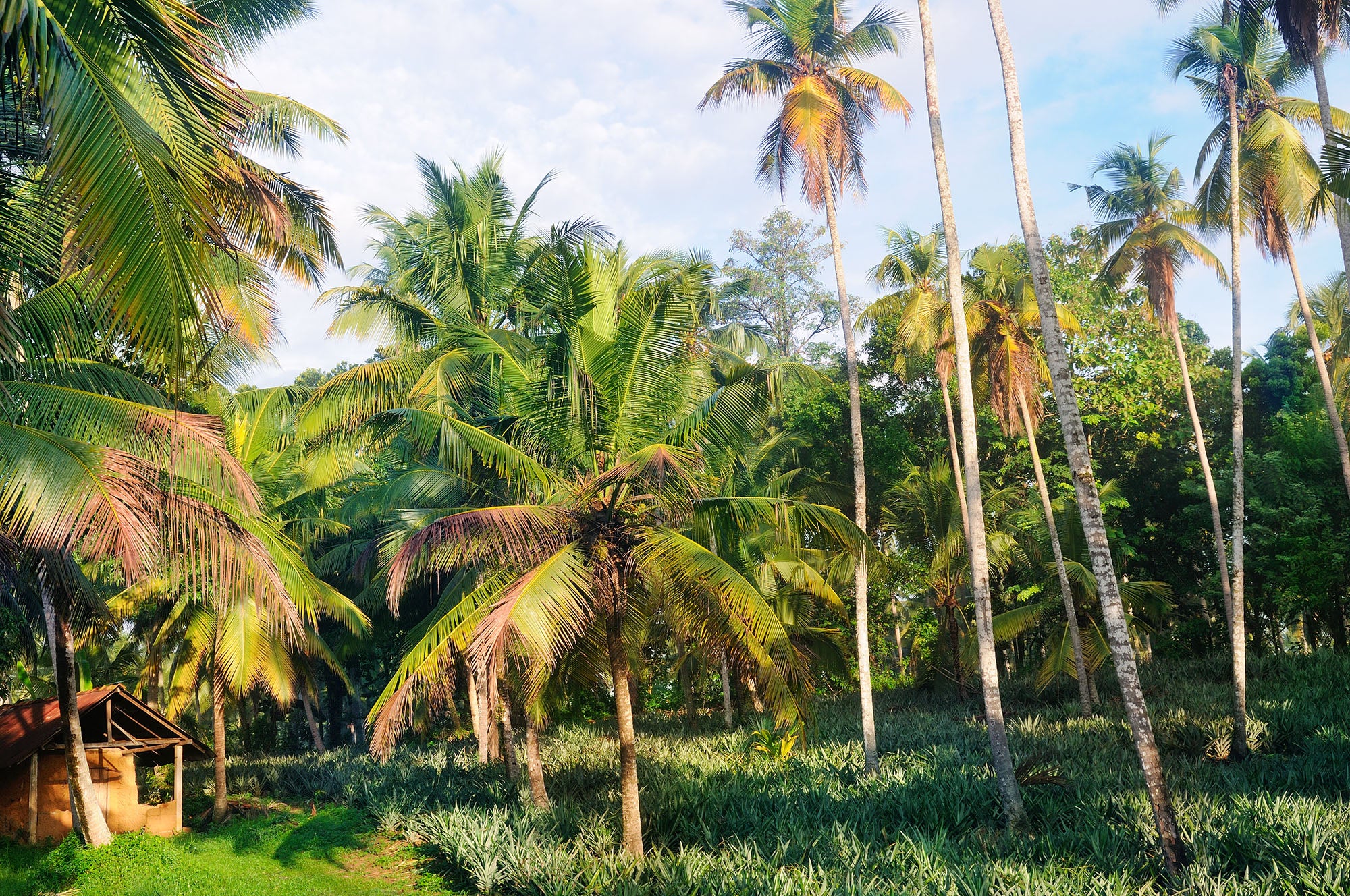Demystifying the Delicious: Coconut vs. Palm Oil  Alter Eco Foods