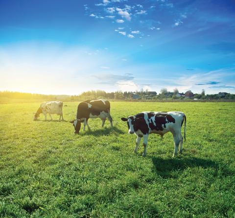 What is grass-fed milk, really?