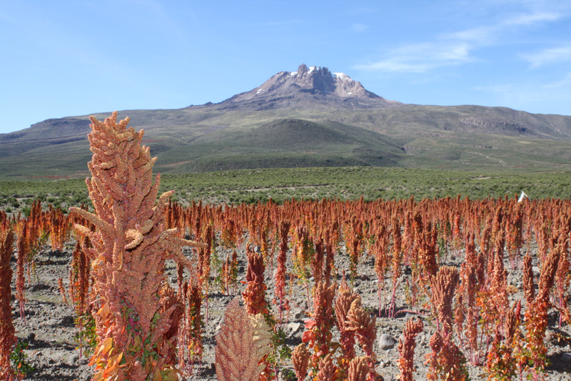 The Truth Behind Cultivating Quinoa
