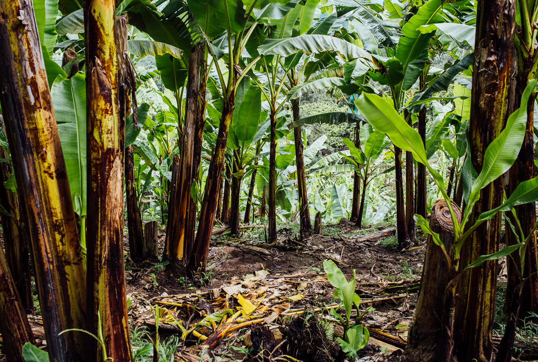 Agroforestry produces the best cacao in the world
