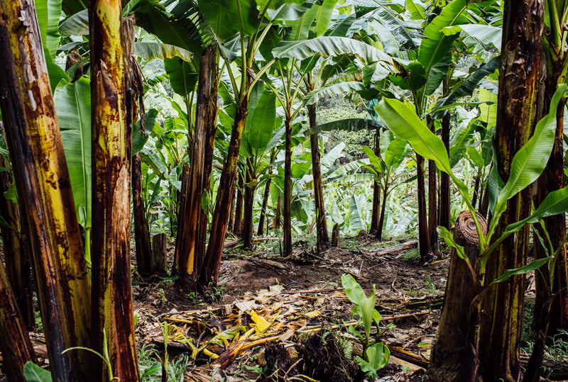 Agroforestry produces the best cacao in the world