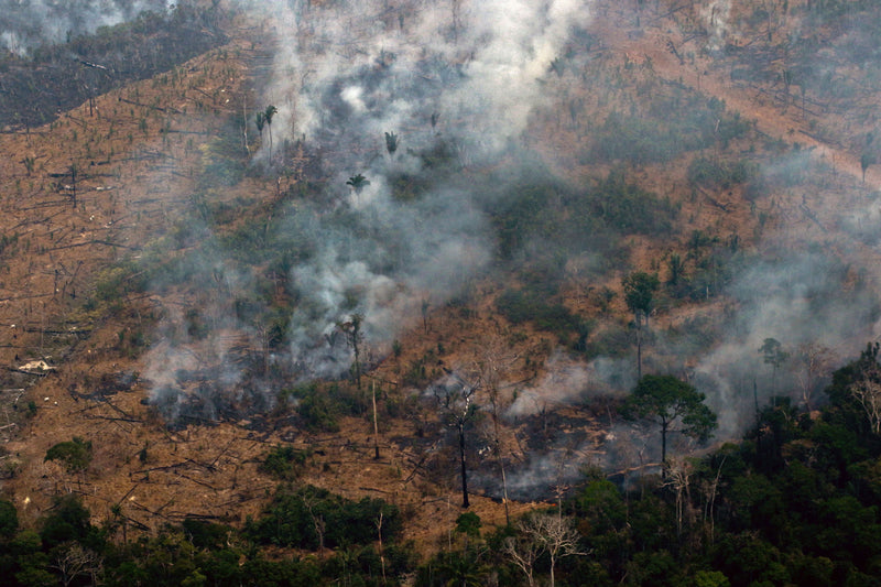 An Alliance for the Amazon: Joining Together To Fight for Change