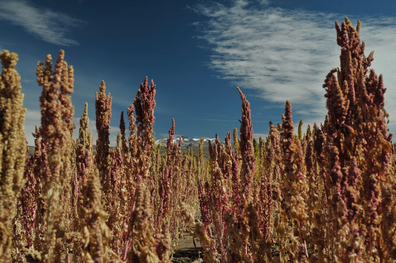 The Positive Impacts of Purchasing Fair Trade Quinoa