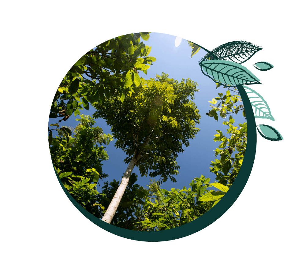 circle graphic showing a tree as the background