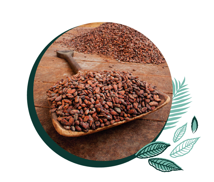 cocoa nibs laying out to dry, some in a shovel in the foreground